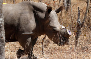 Zimbabwe Rhinos