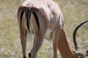 Impala Antelopes