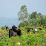 Gorillas in Congo's Virunga Region