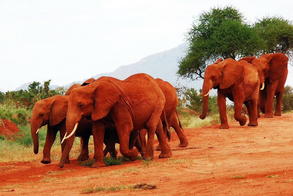Red Elephants in Tsavo