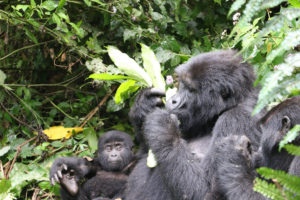 Meet the Gorillas in the Wild