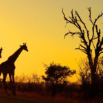 Wildlife in Kruger National Park