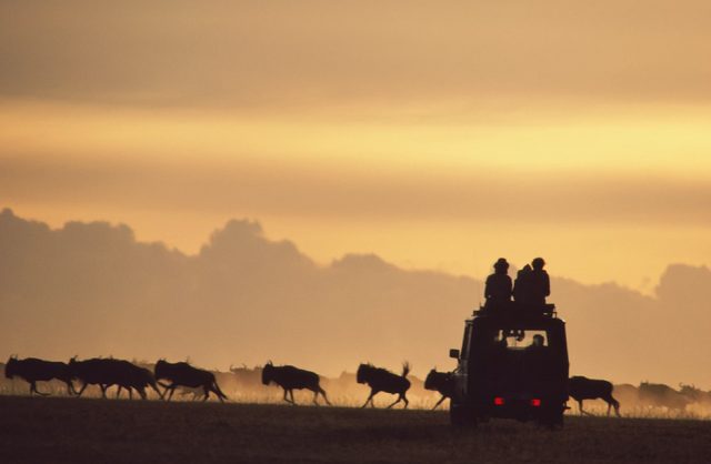 Africa Safari